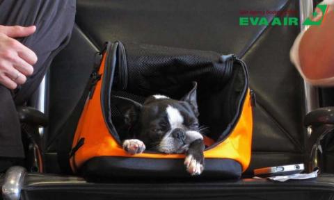 Các lý do EVA Air từ chối vận chuyển thú cưng bạn cần lưu ý